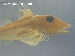 Foto Galerie/Perciformes/Triglioidei/Eutrigla gurnardus/Eutrigla gurnardus_04_S.jpg